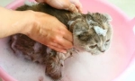 Bloch kittens шампоан: полезни препоръки за премахване на паразити